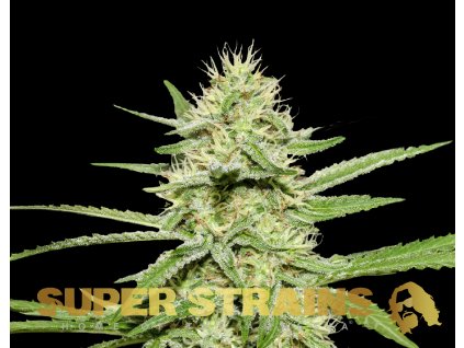 69243 super strains enemys dream feminized