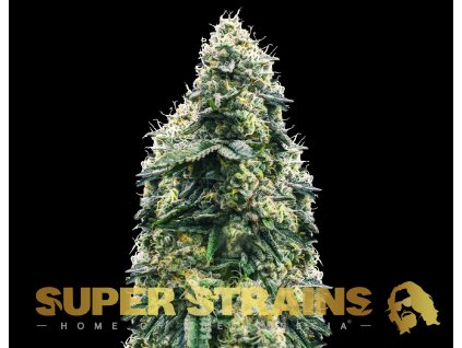69255 super strains la cucaracha feminized