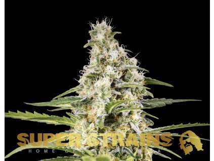 69258 super strains girl scout cookies feminized