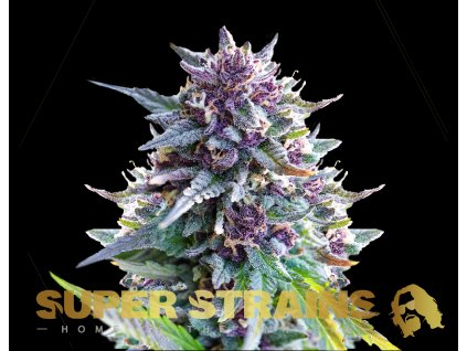 69264 super strains purple punch feminized