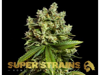 69273 super strains gorilla glue gg4 feminized