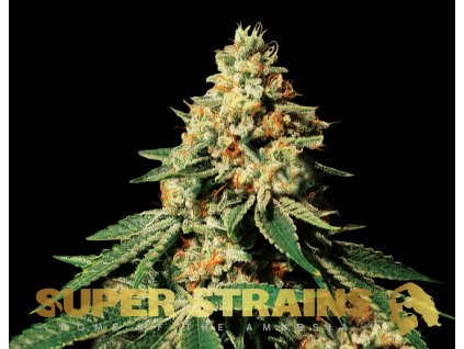 69294 super strains zkittlez feminized