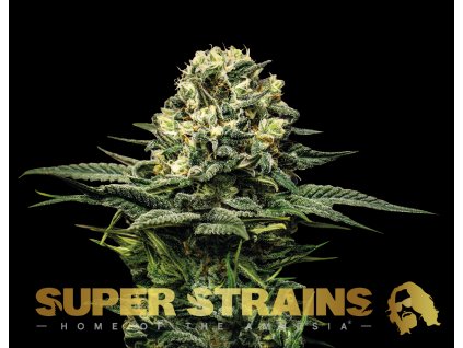 69297 super strains wedding cake feminized