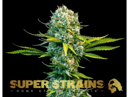 69312 super strains next of kin feminized