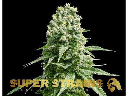 69318 super strains amnesia feminized