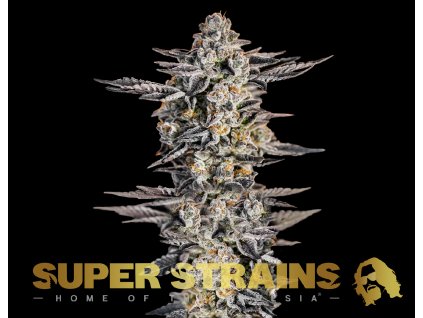 69327 super strains gelato feminized