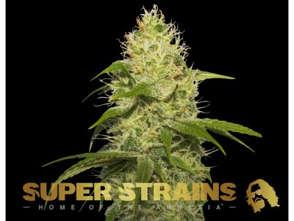 69330 super strains la jefa feminized