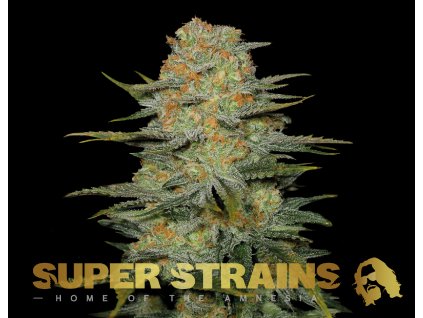 69339 super strains amajikoym feminized