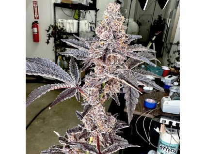 69354 exotix genetics strawneapple feminized