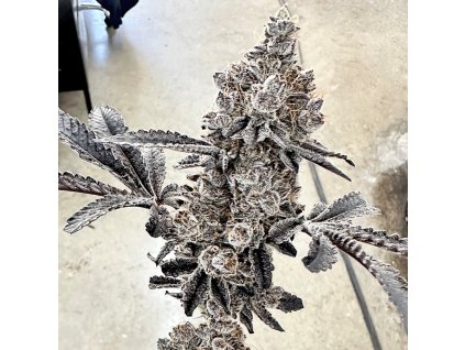 69360 exotix genetics money ball feminized