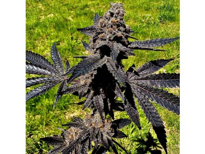 69366 exotix genetics event horizon feminized