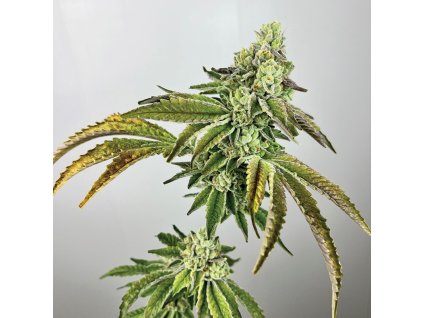 69369 exotix genetics plasma gas feminized