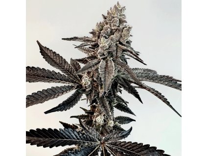 69372 exotix genetics slaphappy feminized