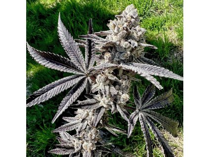 69378 exotix genetics drippin aint eazy feminized