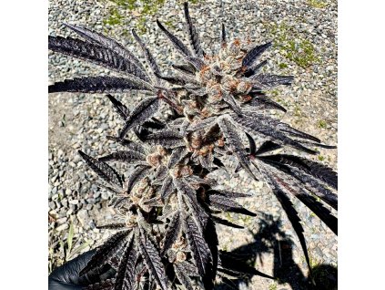 69381 exotix genetics marshmallow mountain feminized