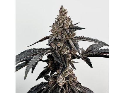 69387 exotix genetics primetime feminized