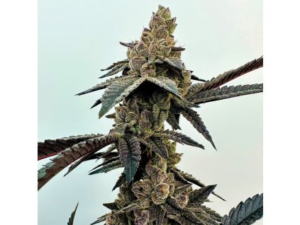 69390 exotix genetics neon sunshine feminized