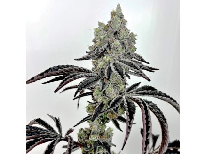 69393 exotix genetics lazer fuel feminized