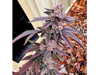 69396 exotix genetics yikes feminized