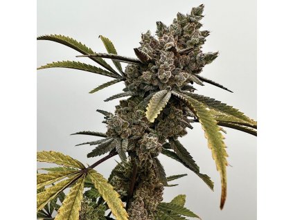 69399 exotix genetics project 9 feminized