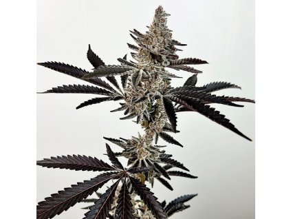 69402 exotix genetics cosmic 22 feminized