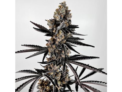 69405 exotix genetics planet sherb feminized