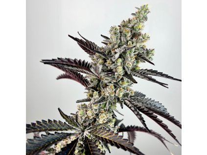 69408 exotix genetics falcon heavy feminized
