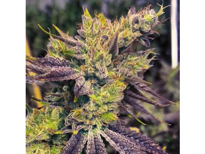 69411 exotix genetics guicy g regular