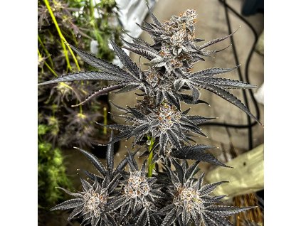 69414 exotix genetics night moves feminized