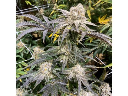 69417 exotix genetics apes in space feminized