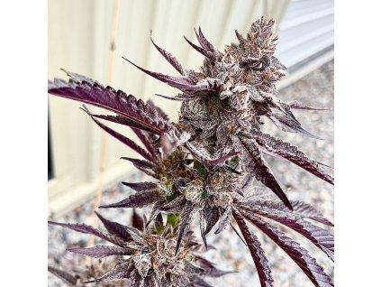 69423 exotix genetics code red feminized