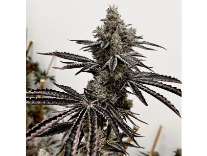 69426 exotix genetics lusty lady feminized
