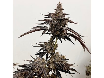 69429 exotix genetics red rager feminized