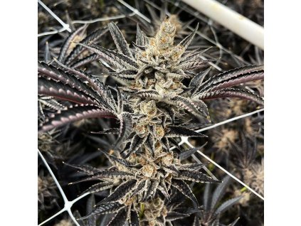 69432 exotix genetics fritter glitter feminized