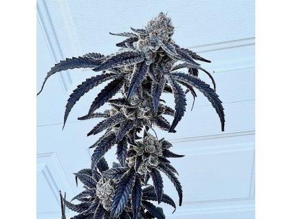 69441 exotix genetics 100k feminized
