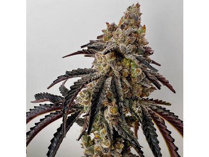 69444 exotix genetics quikz feminized
