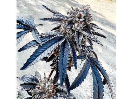 69447 exotix genetics splitz feminized
