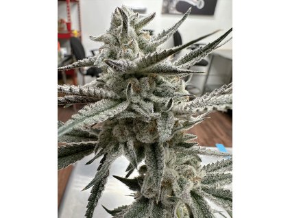 69450 solfire gardens giggle gas feminized