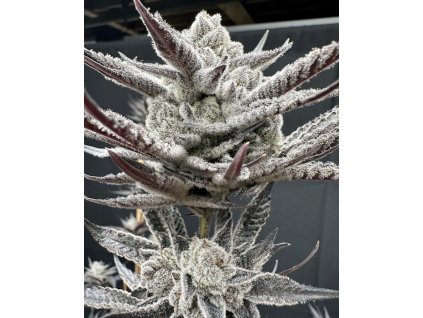 69453 solfire gardens cherrylicious feminized