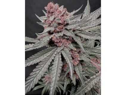 69456 solfire gardens terpgasm feminized