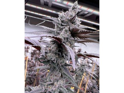 69459 solfire gardens lung buster feminized