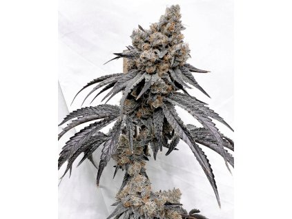 69462 solfire gardens sol sonic feminized