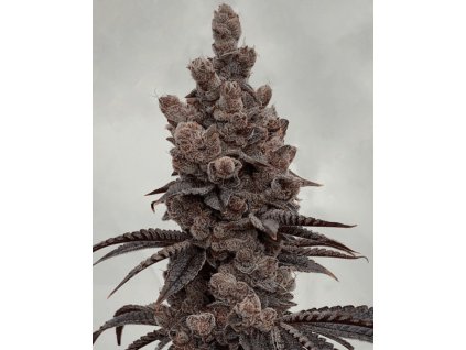 69468 solfire gardens bahama bussdown feminized