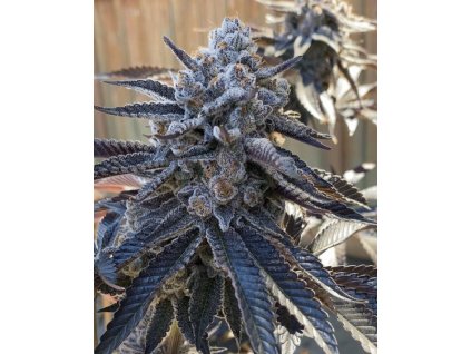 69471 solfire gardens bahama berry feminized