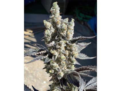 69474 solfire gardens bitties feminized