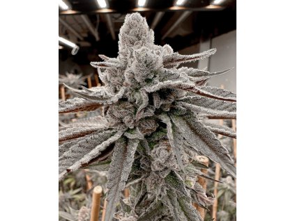 69480 solfire gardens yummy yummy feminized