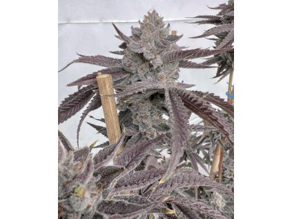 69483 solfire gardens poppin bottlez feminized