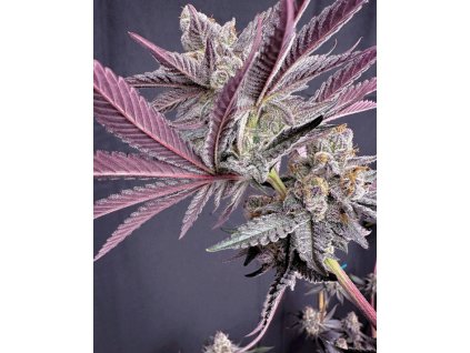 69486 solfire gardens rainbow rush feminized