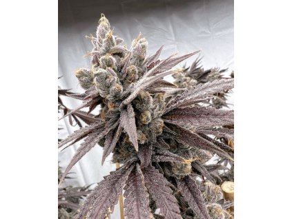 69489 solfire gardens shot caller feminized