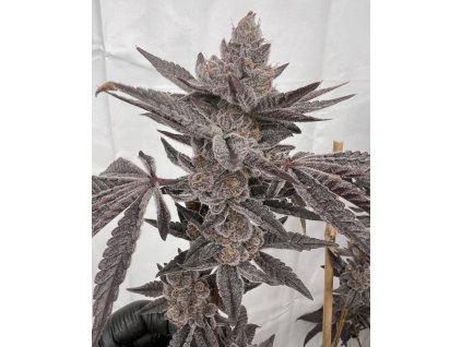 69492 solfire gardens mad dog feminized
